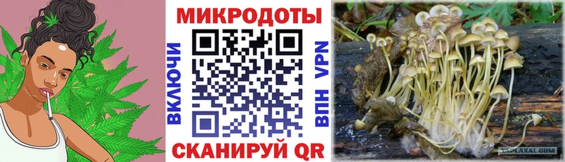 Псилоцибиновые грибы Cubensis  Заозёрск 